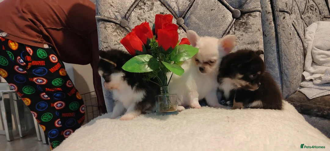 Chihuahua dogs for sale: Very beautiful husky markings chihuahua for sale - Advert 13