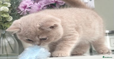 British Shorthair cats - Advert 8