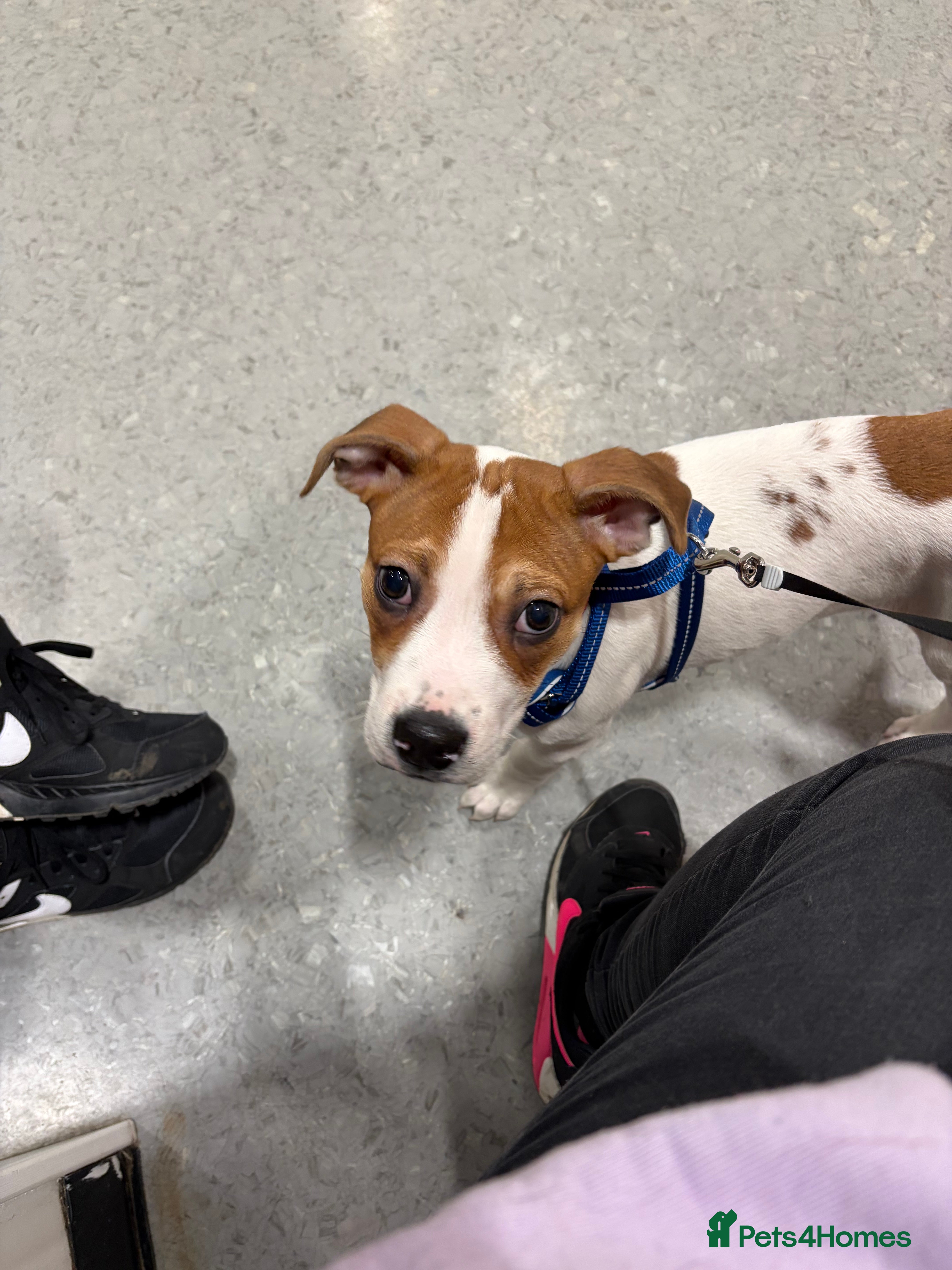 Mixed Breed dogs Jack Russell - Advert 1