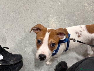 Mixed Breed dogs Jack Russell - Advert 1