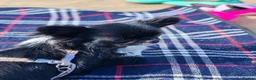 Chihuahua dogs for sale: Stunning apple dome head long coat black tri boy  in Dronfield - Advert 14