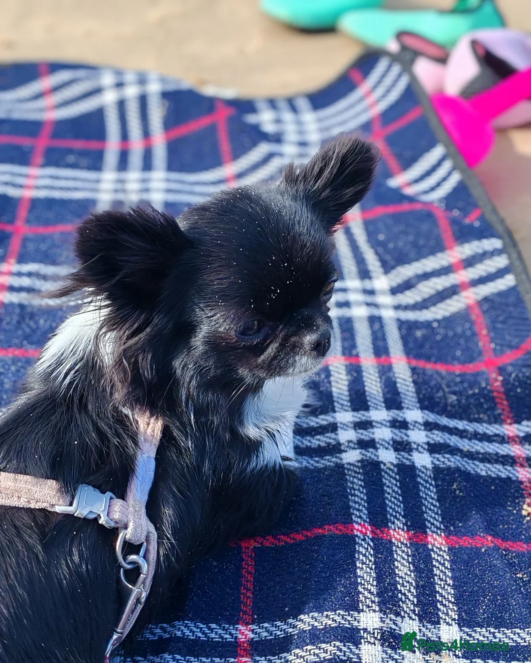 Chihuahua dogs for sale: Stunning apple dome head long coat black tri boy  in Dronfield - Advert 14