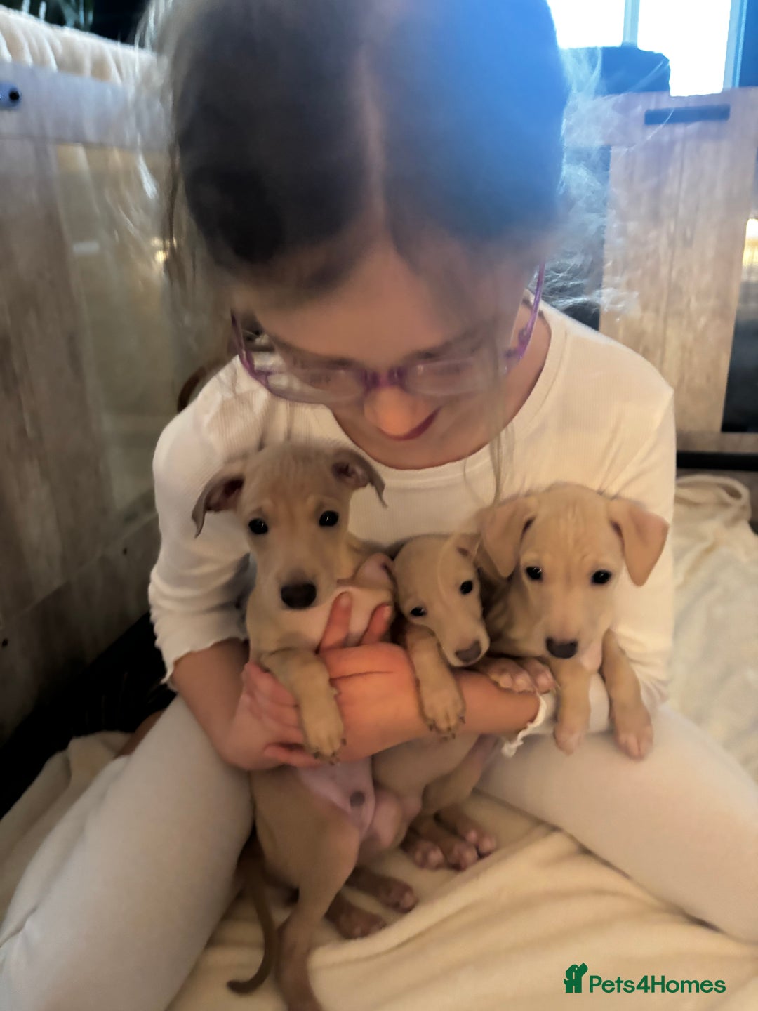 Italian Greyhound dogs for sale: Exceptional Italian Greyhound Puppies - Advert 12