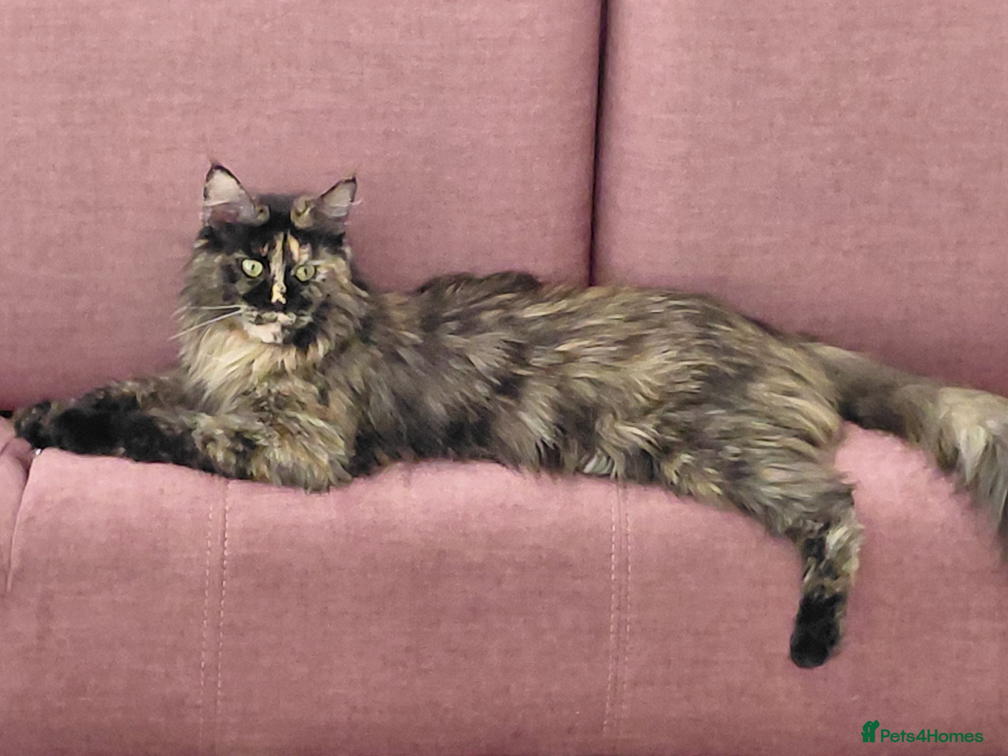 Maine Coon cats Beautiful Ticca registered maine coon kittens - Advert 1