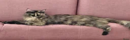 Maine Coon cats for sale: 3 boys left, Ticca registered maine coon  - Advert 1