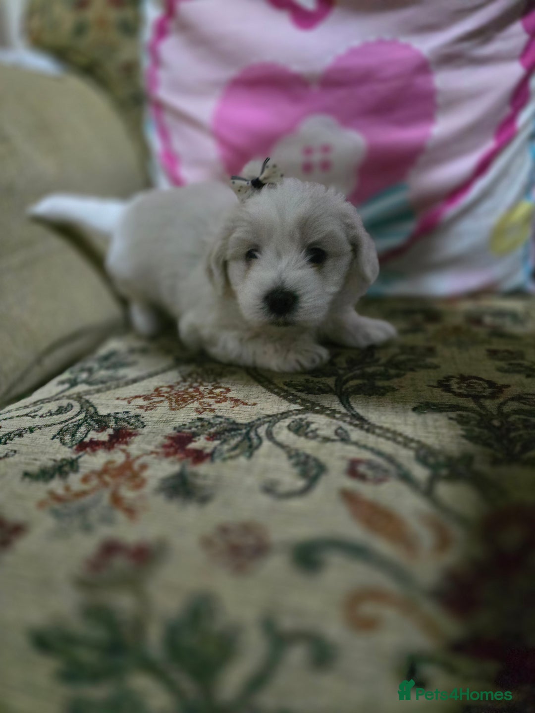 Maltese dogs for sale: Puppies for sale  - Advert 2