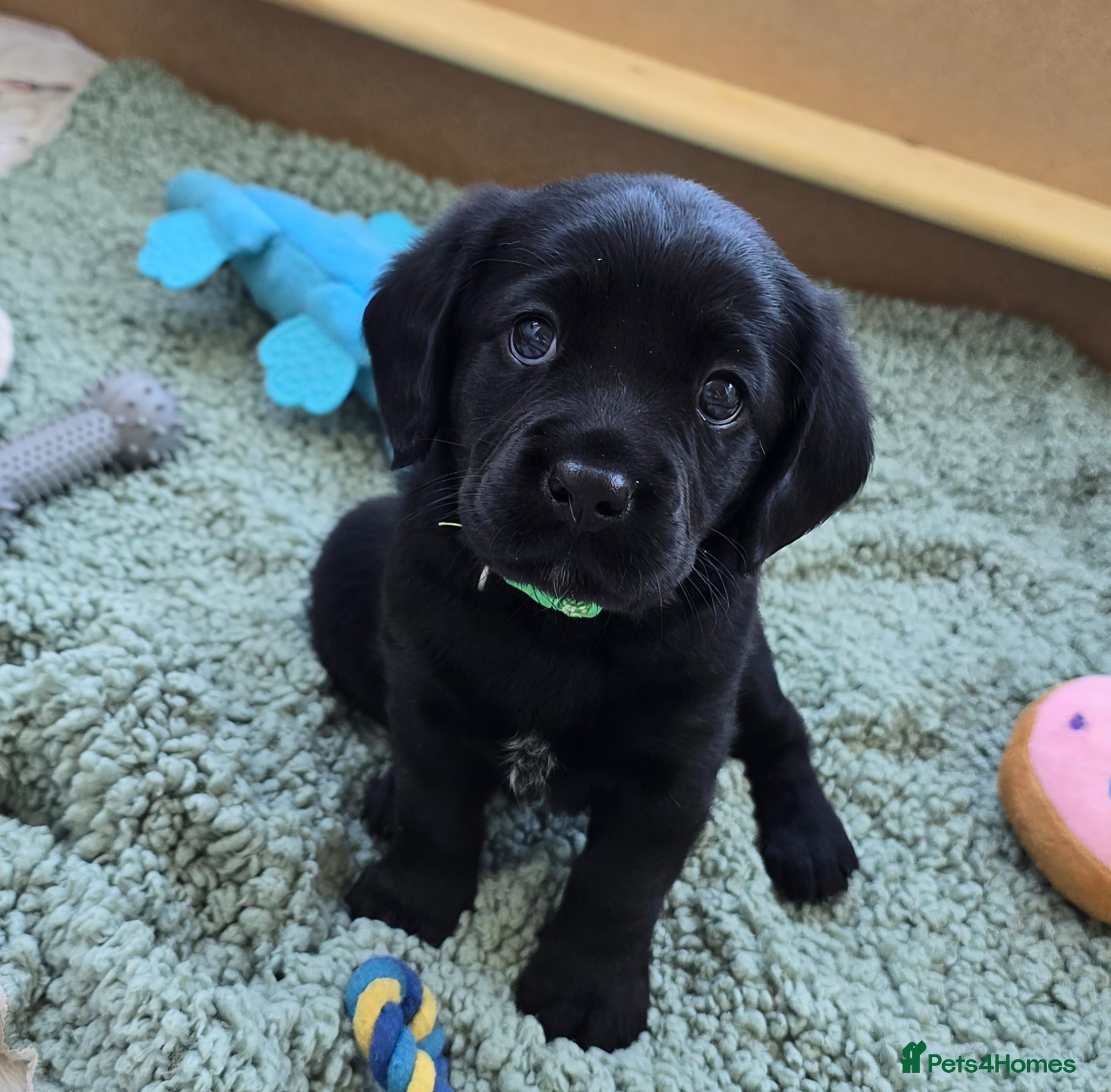 Mixed Breed dogs for sale: Cavador! Rare Ready 2 leave. 1 beautiful boy left. - Advert 24