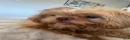 Shih Tzu dogs for sale: Prince and Toast Shih Tzu 8 months old  - Advert 5