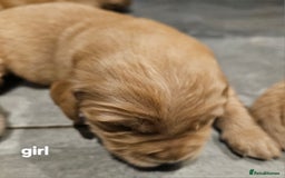 Golden Retriever dogs for sale: KC registered pedigree Golden Retriever pups - Image 18