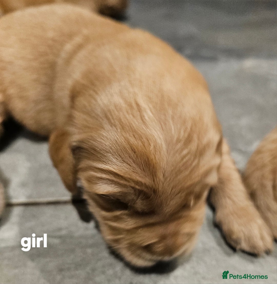 Golden Retriever dogs for sale: KC registered pedigree Golden Retriever pups - Image 18