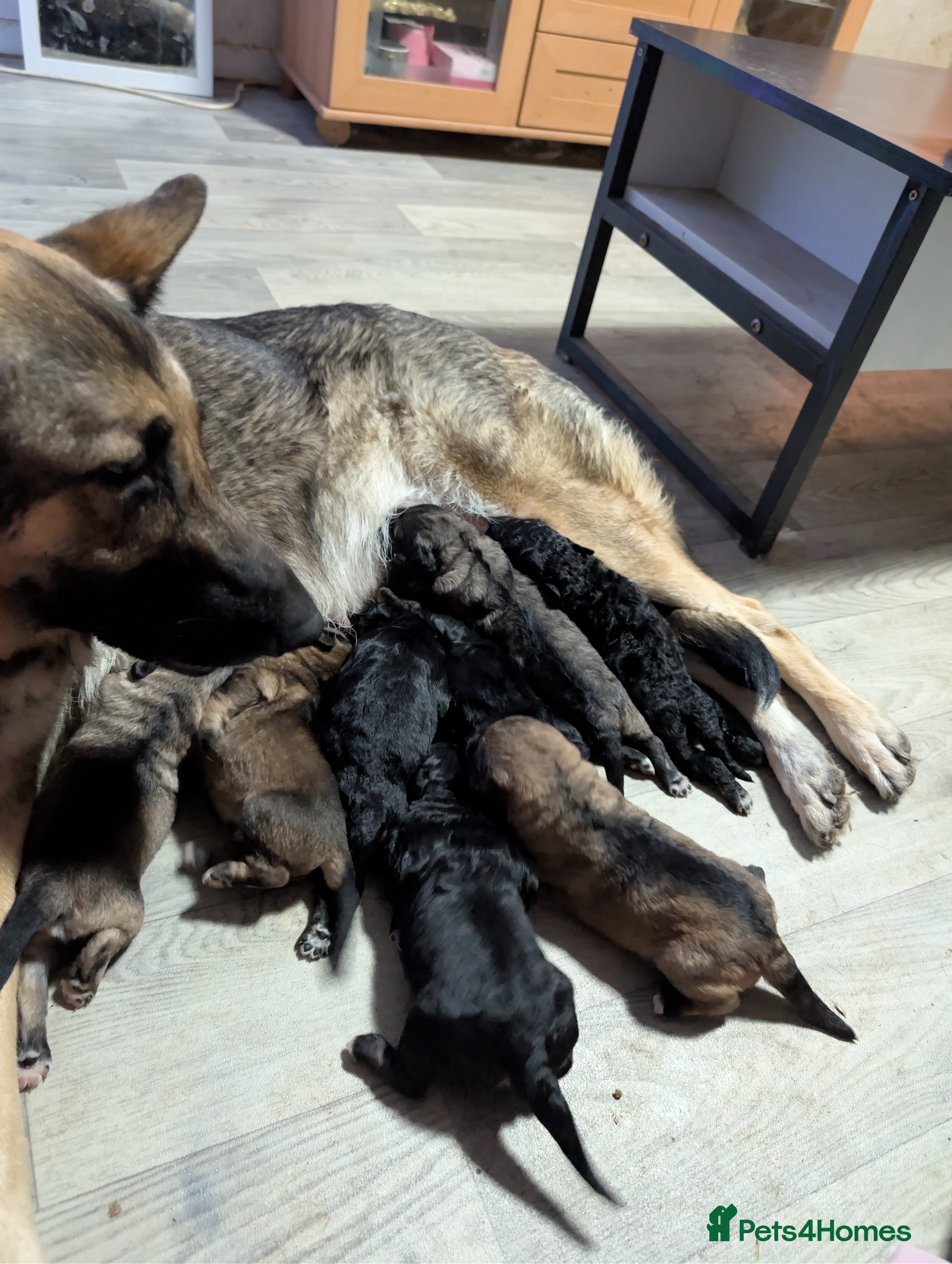 Mixed Breed dogs Beautiful German shepherd X sproodle pups - Advert 7