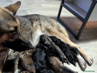 Mixed Breed dogs Beautiful German shepherd X sproodle pups - Advert 12