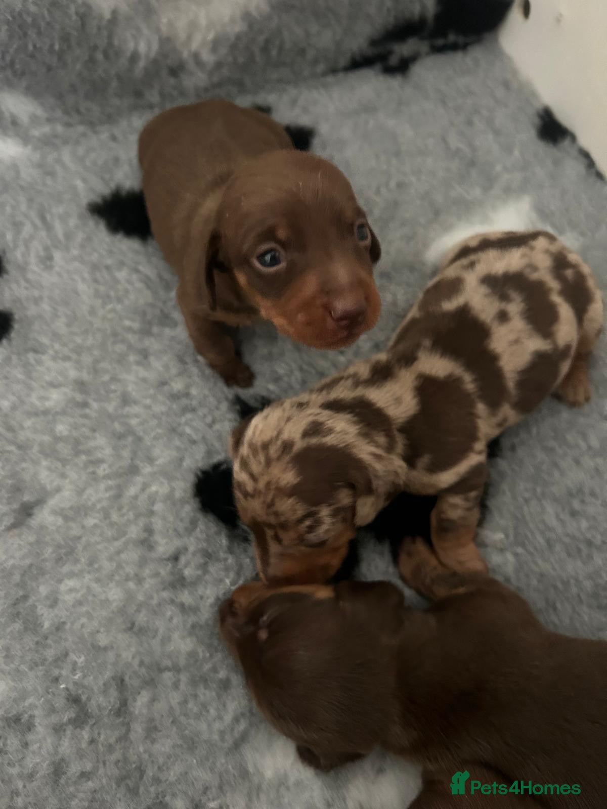 Miniature Dachshund dogs  🐾 Adorable Puppies Ready for Loving Homes! 🐾 - Advert 2