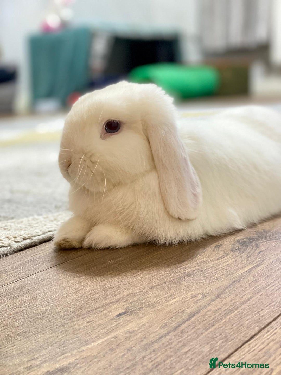 Mini Lop rabbits for sale: Male Mini lop, Neutered + equipment  - Image 4