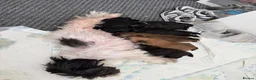 Shih Tzu dogs for sale: Beautiful  Shih Tzu puppies - 3 boys & 3 girls   - Advert 2