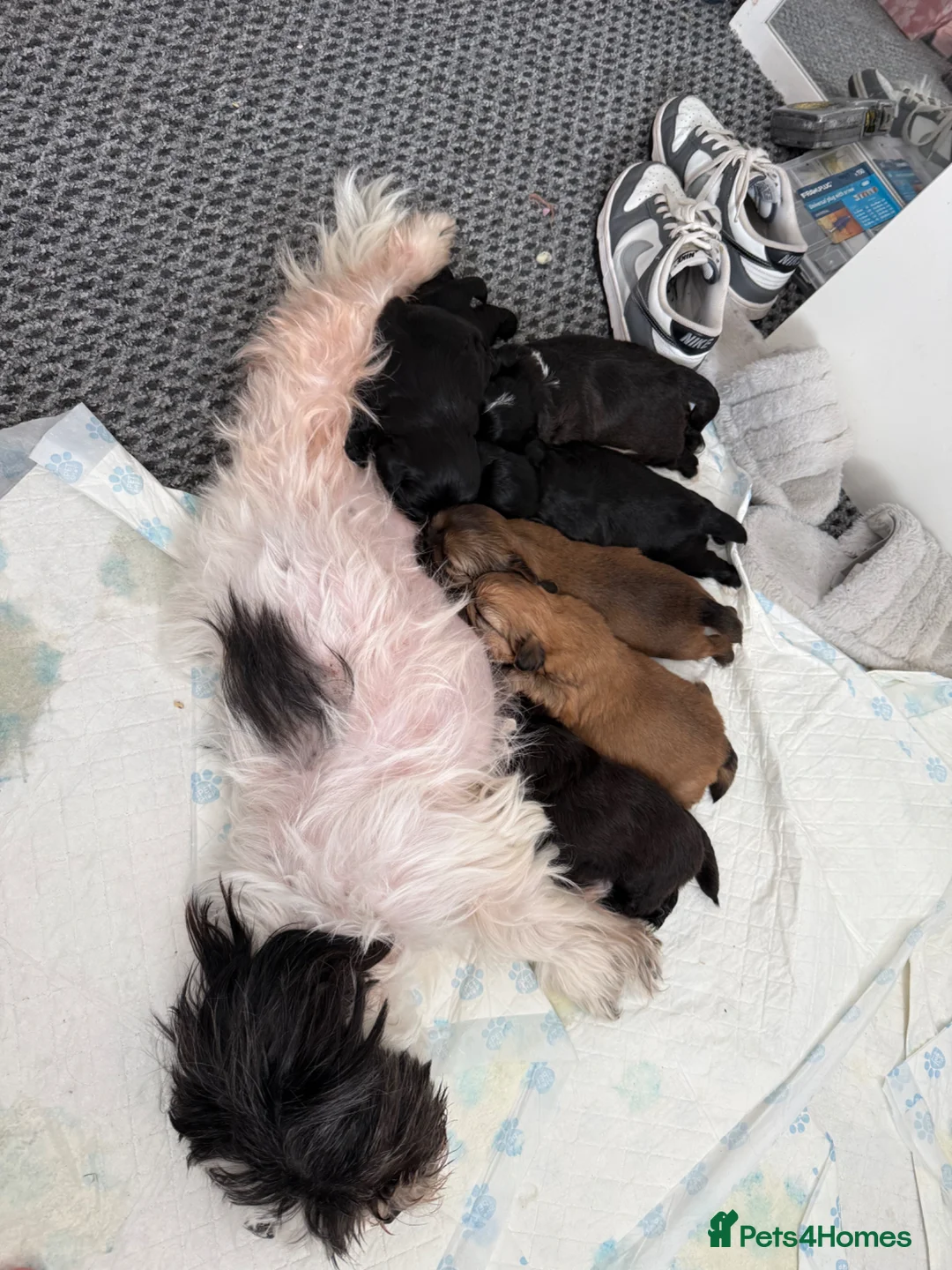 Shih Tzu dogs for sale: Beautiful  Shih Tzu puppies - 3 boys & 3 girls   - Advert 2