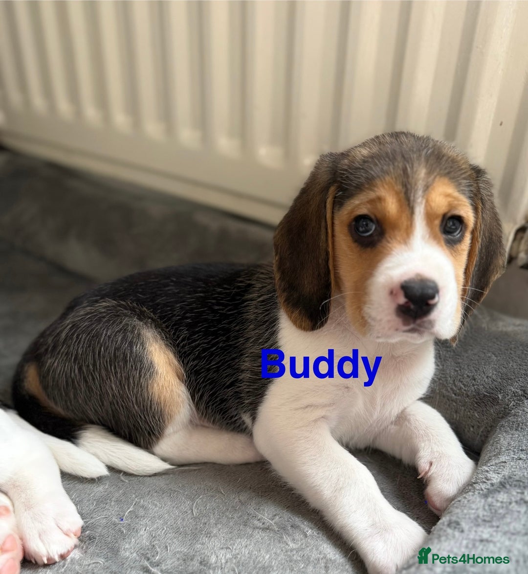 Beagle dogs for sale: Beagle puppies - Image 3