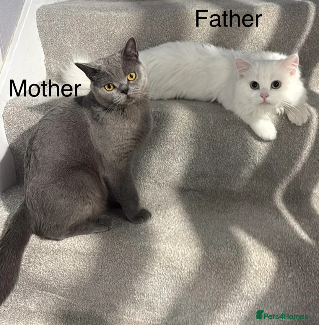 British Shorthair cats for sale: Stunning kittens looking for their forever home💙 - Advert 11