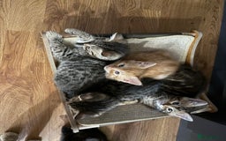 Bengal cats for sale: Gorgeous Bengal / Persian X kittens - Image 2