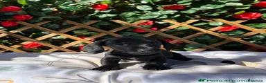 Miniature Dachshund 5