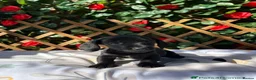 Miniature Dachshund dogs for sale:  Mini RARE SOLID BLACKS KC reg Health tested  - Advert 13
