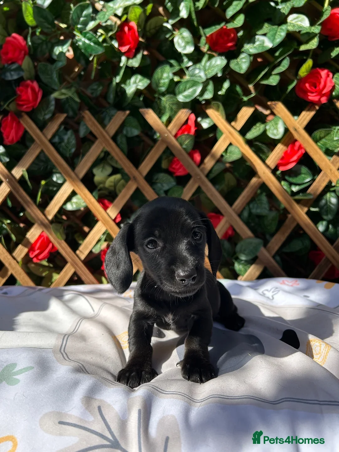 Miniature Dachshund dogs for sale:  Mini RARE SOLID BLACKS KC reg Health tested  - Advert 13