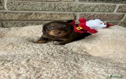 Miniature Dachshund dogs for sale: Pedigree long-haired miniature Dutch hounds - Image 11