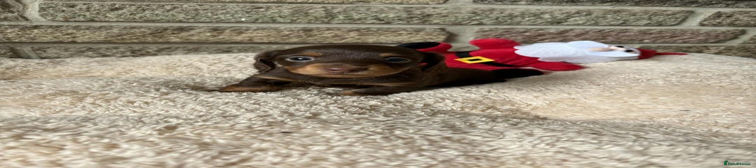 Miniature Dachshund Puppy 4