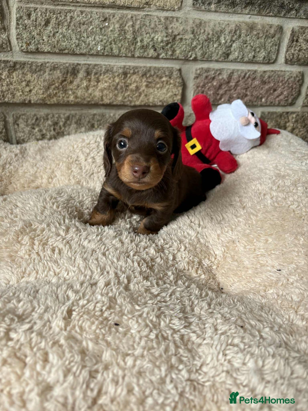 Miniature Dachshund dogs for sale: Pedigree long-haired miniature Dutch hounds - Image 11