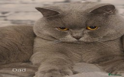 British Shorthair cats for sale: GCCF Lilac Blue & Bicolor quality BSH kittens  - Image 20