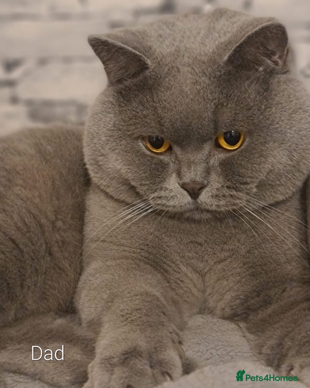 British Shorthair cats for sale: GCCF Lilac Blue & Bicolor quality BSH kittens  - Image 20