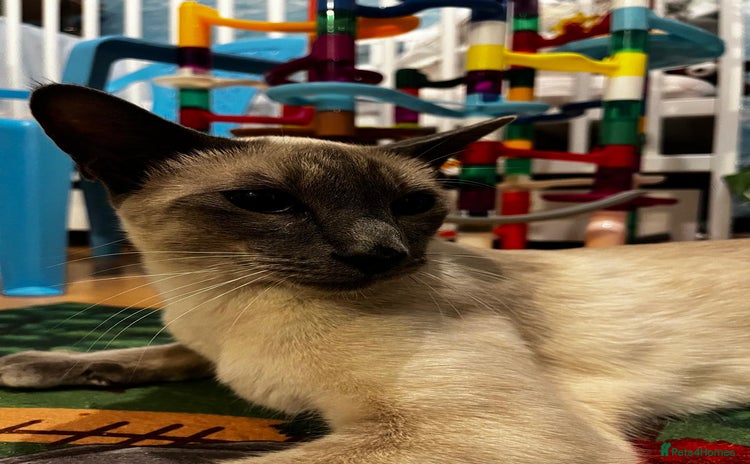 Siamese cats - Advert 1