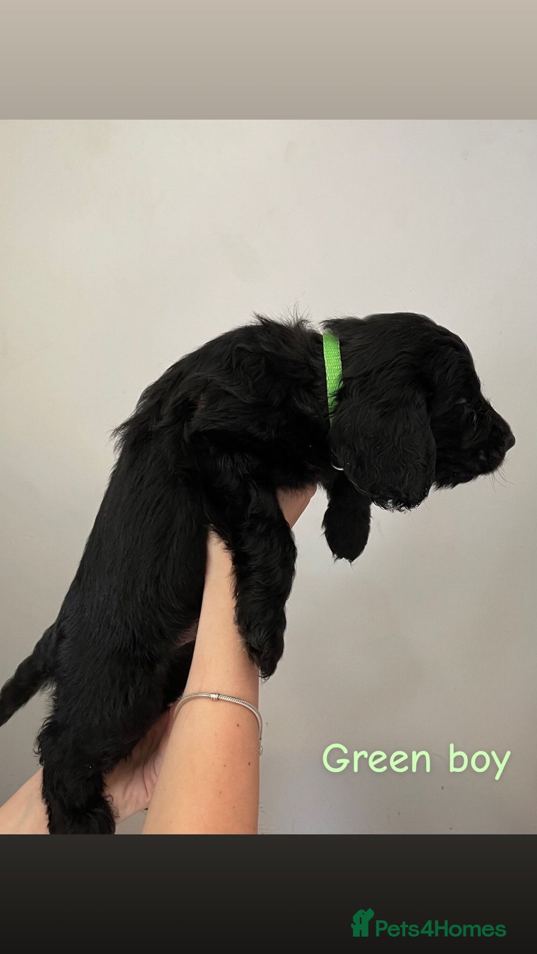 Mixed Breed dogs for sale: Gorgeous Labrador X Cockerpoo puppies in Bromley - Image 8