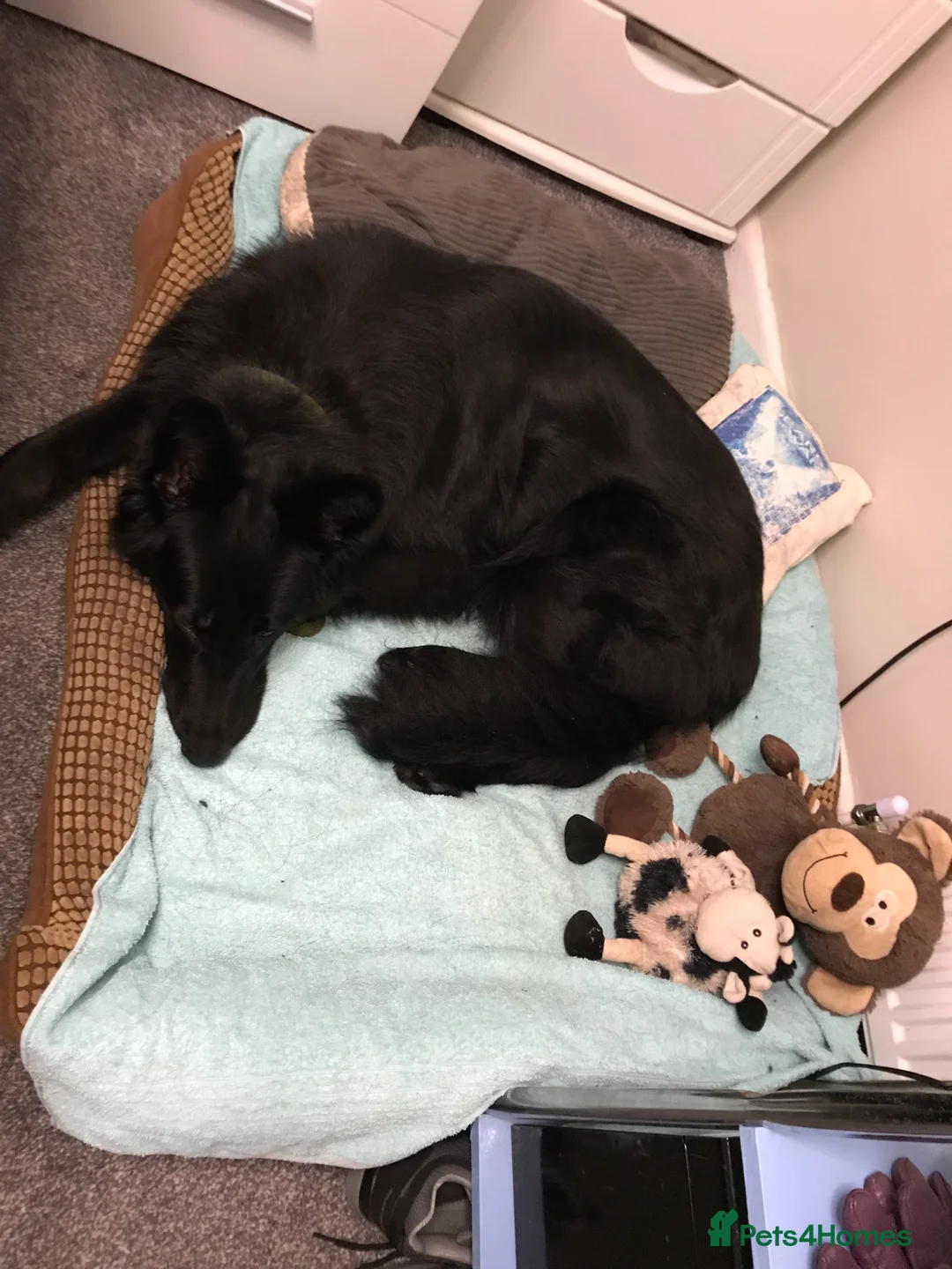 German Shepherd dogs for sale: Molly - Advert 7