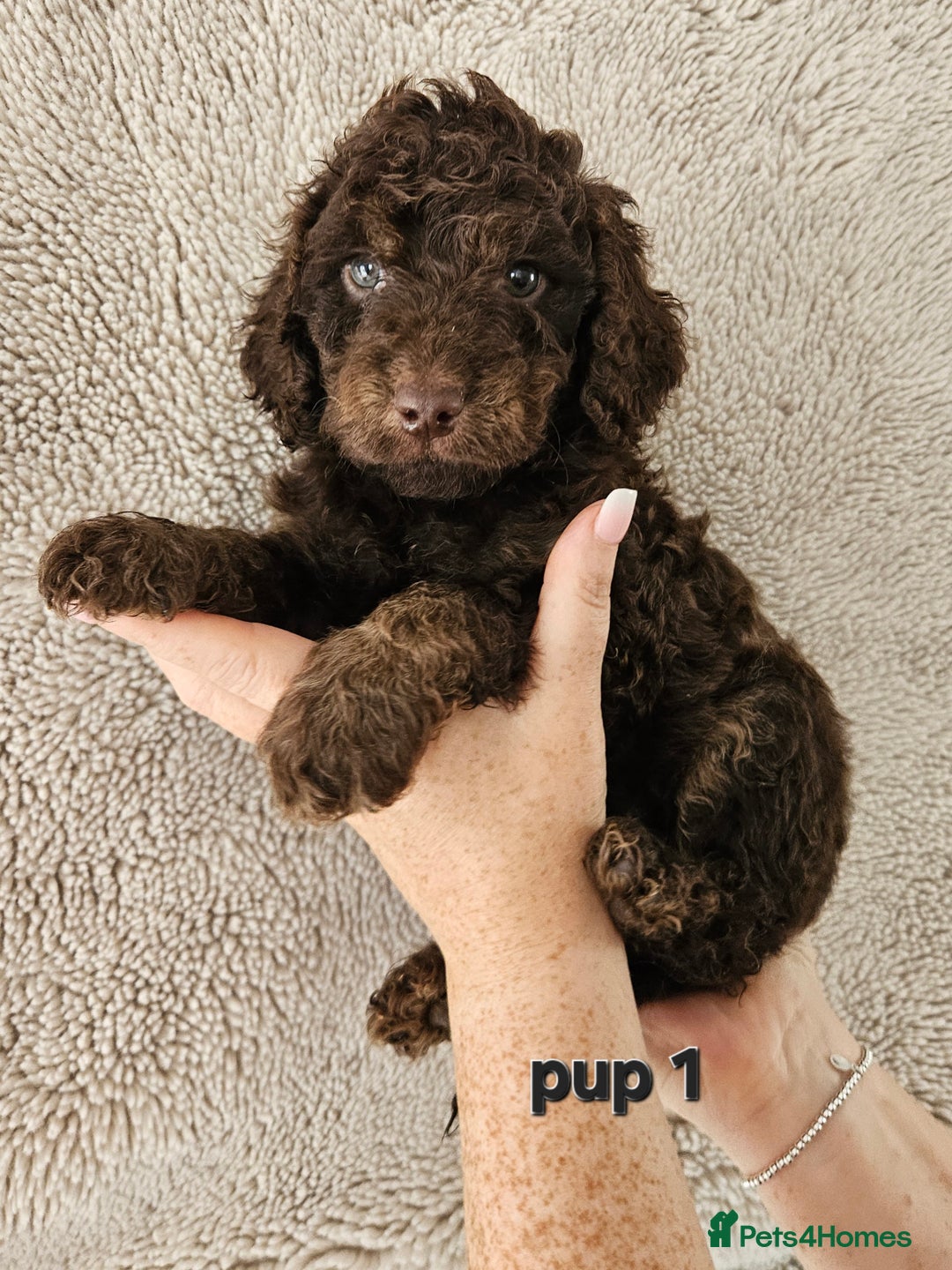 Cockapoo dogs for sale: Cockapoos Chocolate health tested parents  - Image 1