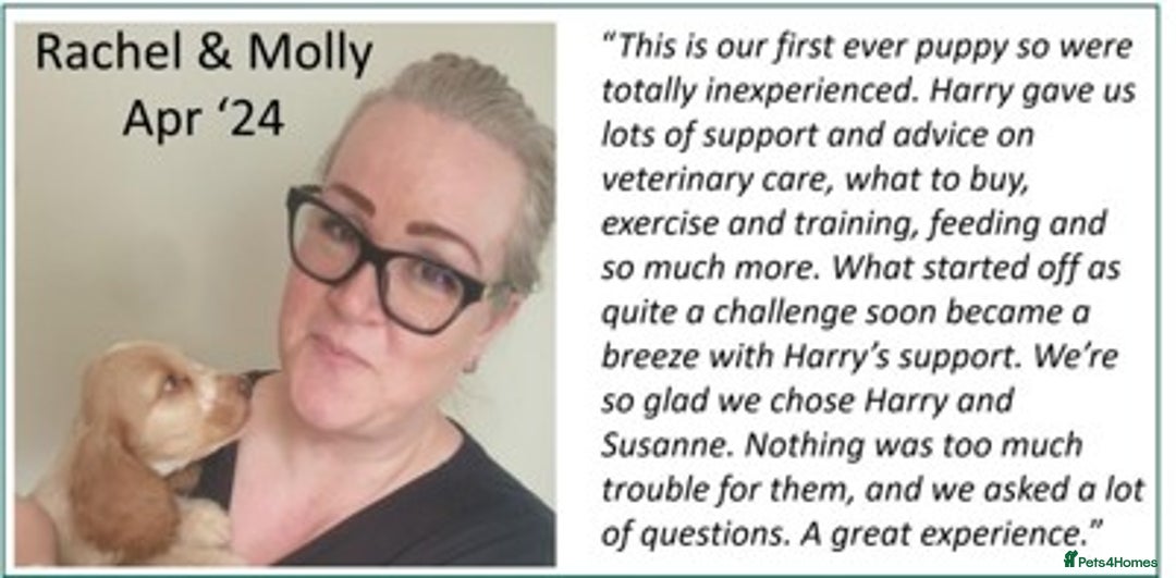 Cocker Spaniel dogs for sale: Stunning Show Cockers. Health Tested/KC Registered - Advert 28