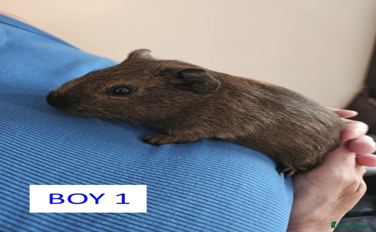 Guinea Pig rodents - Advert 14
