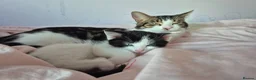 Domestic Shorthair cats for sale: Two kittens for sale - Advert 3