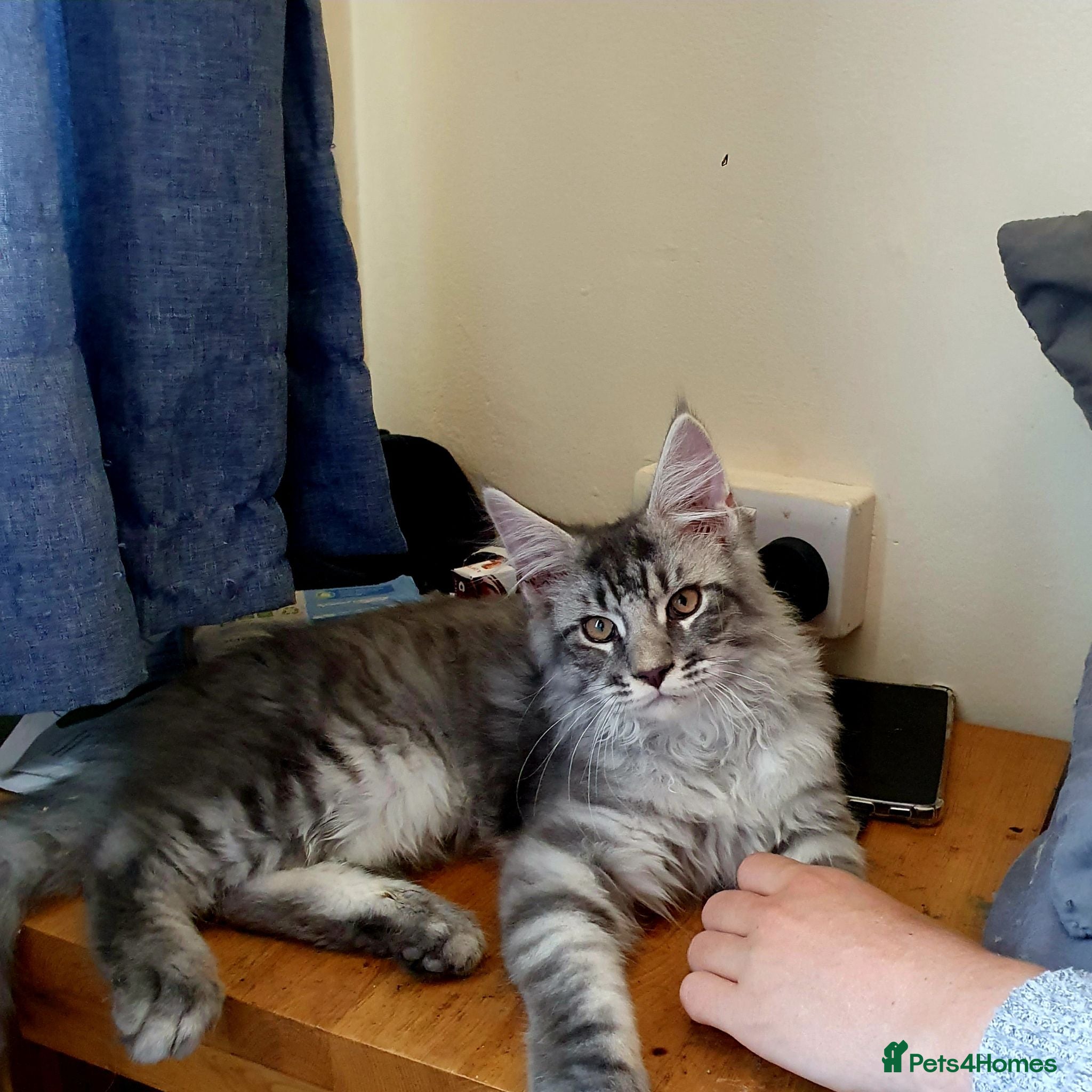 Maine Coon cats 🐾Beautiful TICA Registered Kittens🐾 - Advert 13