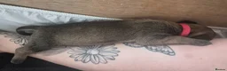 Mixed Breed dogs for sale: Boerso Babies  - Advert 28