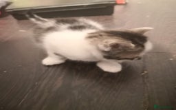 Mixed Breed cats for sale: 5 kittens  - Image 6