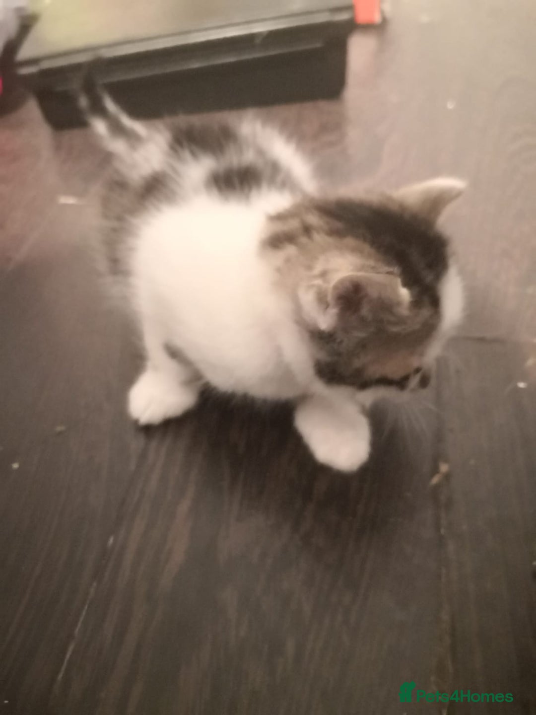 Mixed Breed cats for sale: 5 kittens  - Image 6