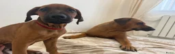 Rhodesian Ridgeback dogs for sale: KC registered, the last girl. The right home. in Portsmouth - Advert 7