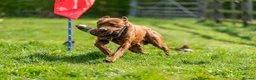 Labrador Retriever dogs for sale: DARK RED KC LABRADOR PUPPIES - LICENSED BREEDER  - Advert 10