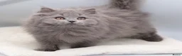 British Shorthair cats for sale: PEDIGREE REGISTERED CHUNKY BRITISH SHORTHAIRS - Advert 6