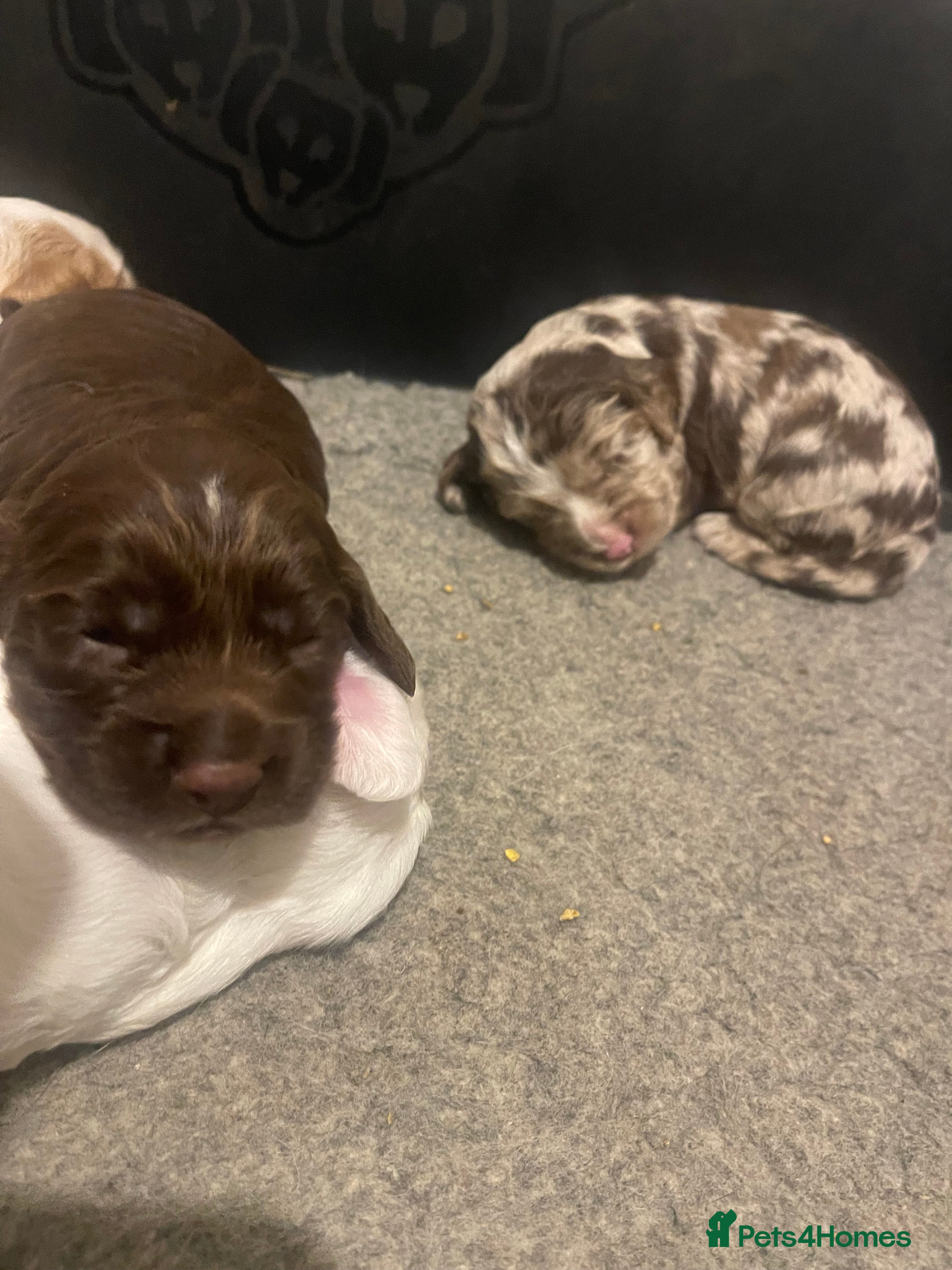 Cocker Spaniel dogs  Cocker Spaniel Puppies – Ready Soon - Advert 9