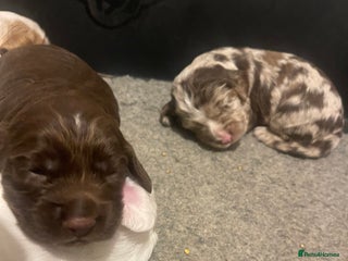 Cocker Spaniel dogs Cocker Spaniel Puppies – Ready Soon - Advert 4