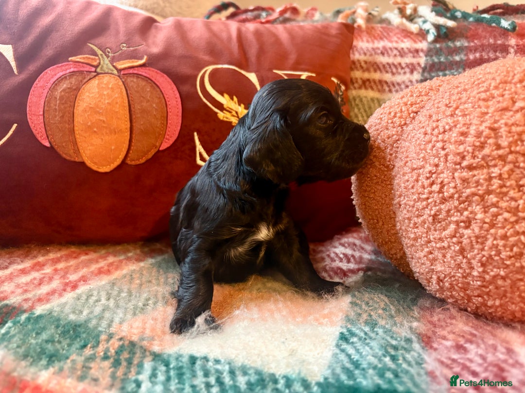 Cocker Spaniel dogs for sale: Beautiful Show Type Cocker Spaniel Puppies - Image 14