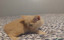 British Shorthair cats for sale: British shorthair kittens and scotish fold  - Image 25