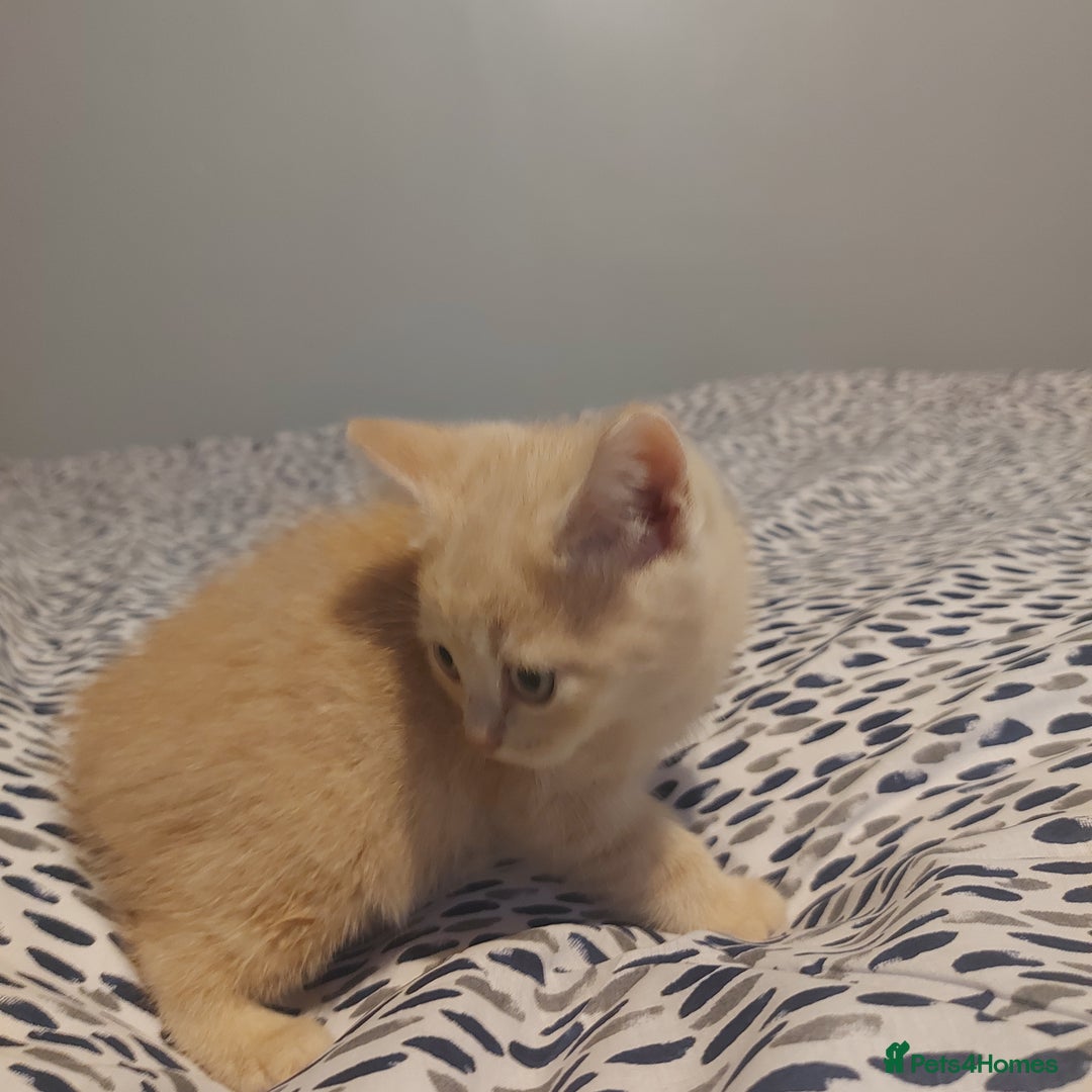 British Shorthair cats for sale: British shorthair kittens and scotish fold  - Image 25